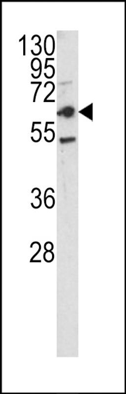 Western blot analysis of CEACAM antibody in HepG2 cell line lysates (35ug/lane)