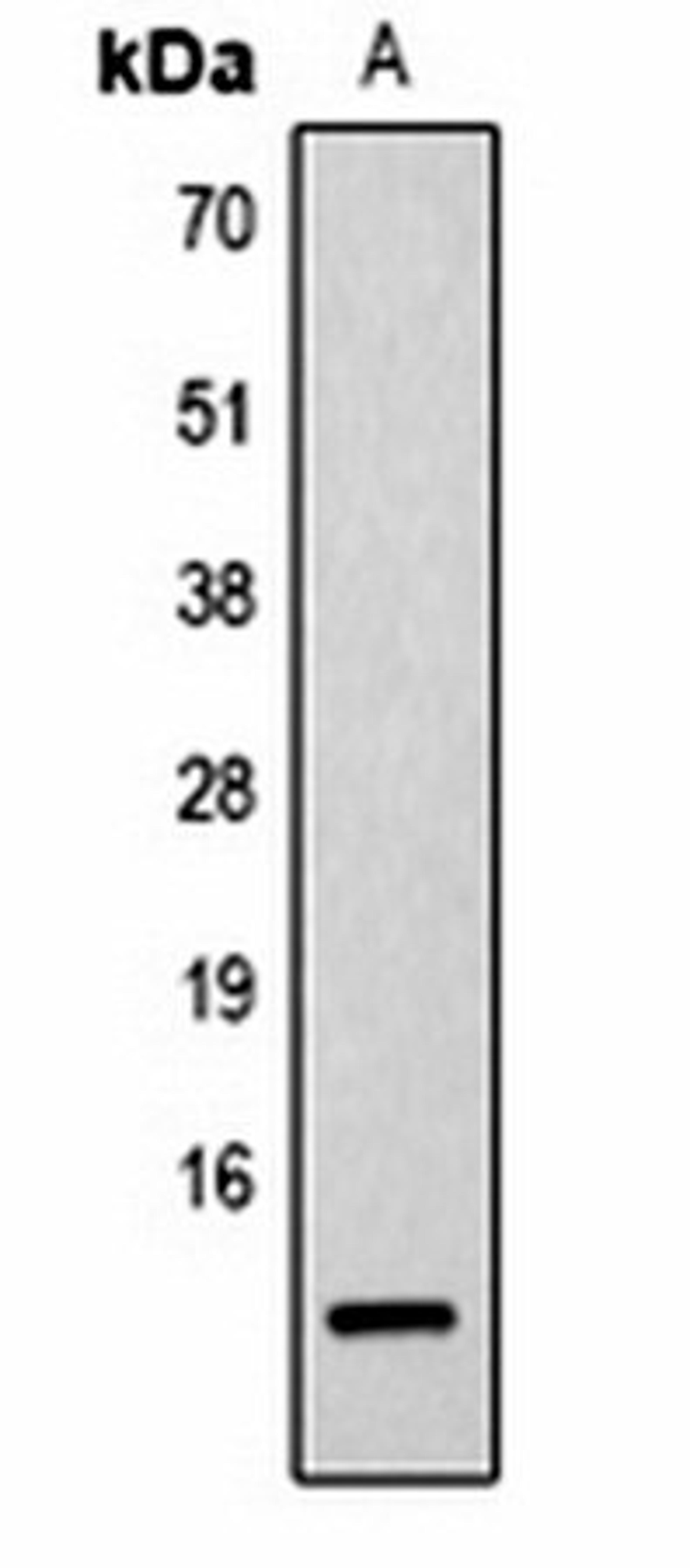 Western blot analysis of  Hela TSA-treated (Lane1) whole cell lysates using Histone H2B (AcK23) antibody