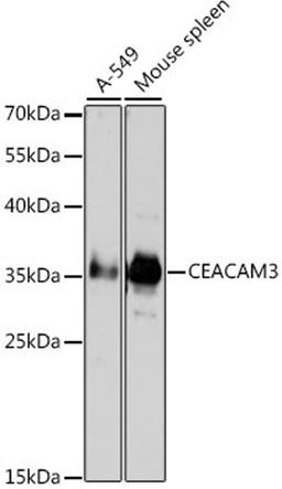 Western blot - CEACAM3 antibody (A2589)