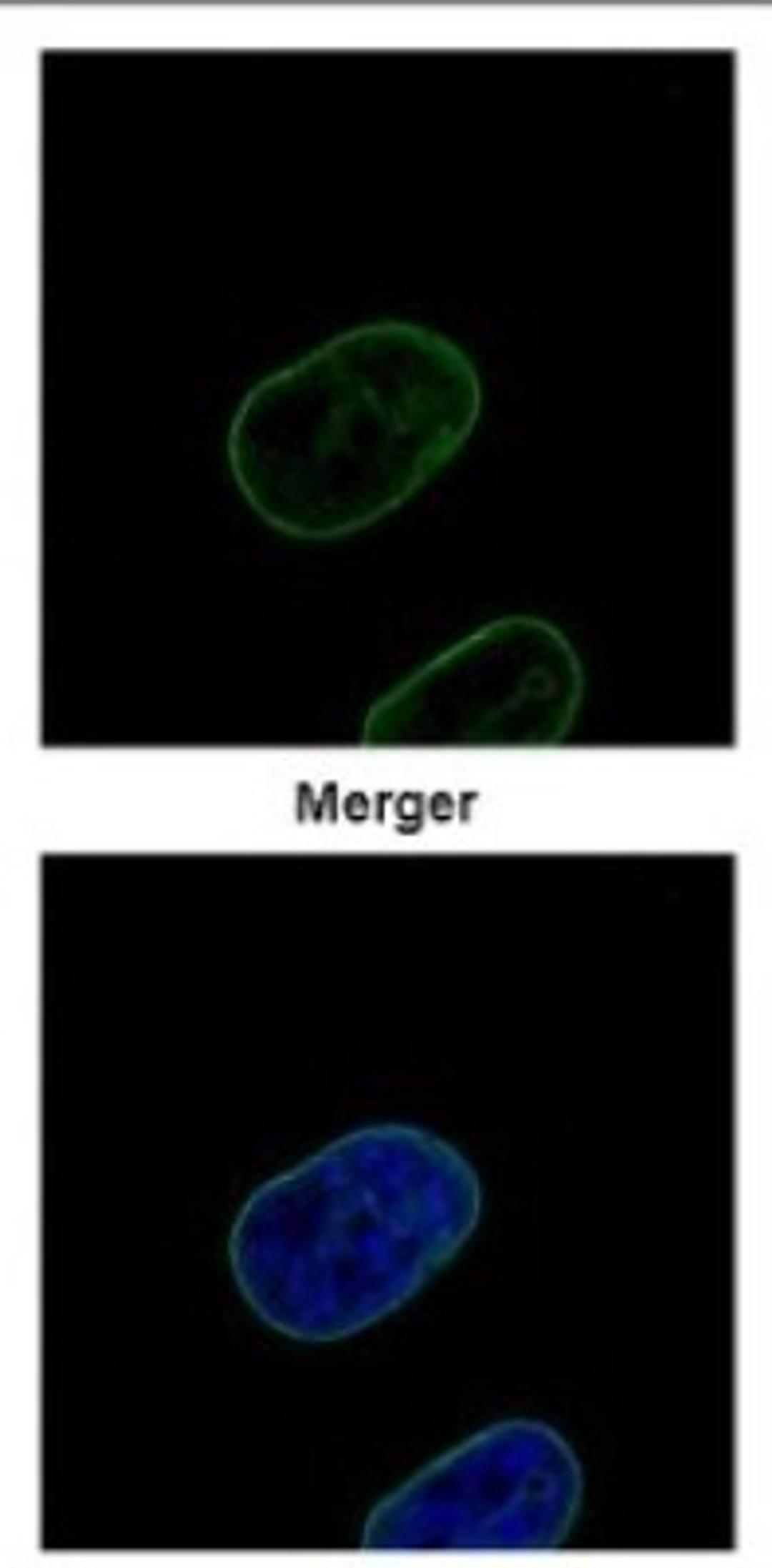 Immunocytochemistry/Immunofluorescence: Lamin B2 Antibody [NBP2-19325] - Confocal immunofluorescence analysis of paraformaldehyde-fixed HeLa, using Lamin B2 antibody (Green) at 1:500 dilution.