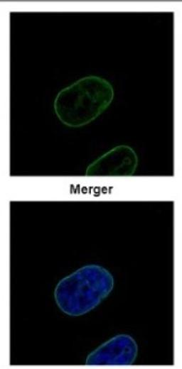 Immunocytochemistry/Immunofluorescence: Lamin B2 Antibody [NBP2-19325] - Confocal immunofluorescence analysis of paraformaldehyde-fixed HeLa, using Lamin B2 antibody (Green) at 1:500 dilution.