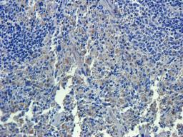 Immunohistochemical staining of paraffin embedded rat spleen tissue using anti-c-kit (primary antibody at 2.5 ug/ml)