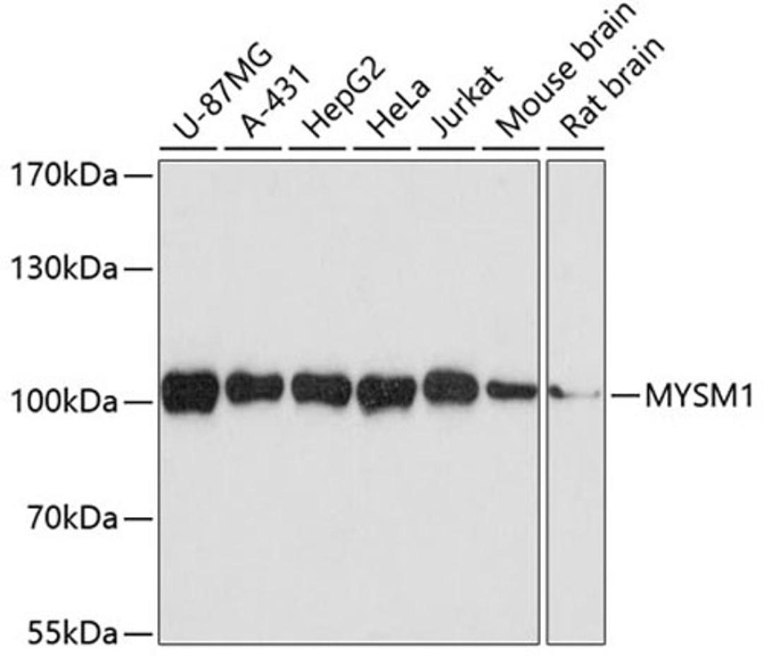 Western blot - MYSM1 antibody (A3102)