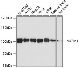 Western blot - MYSM1 antibody (A3102)