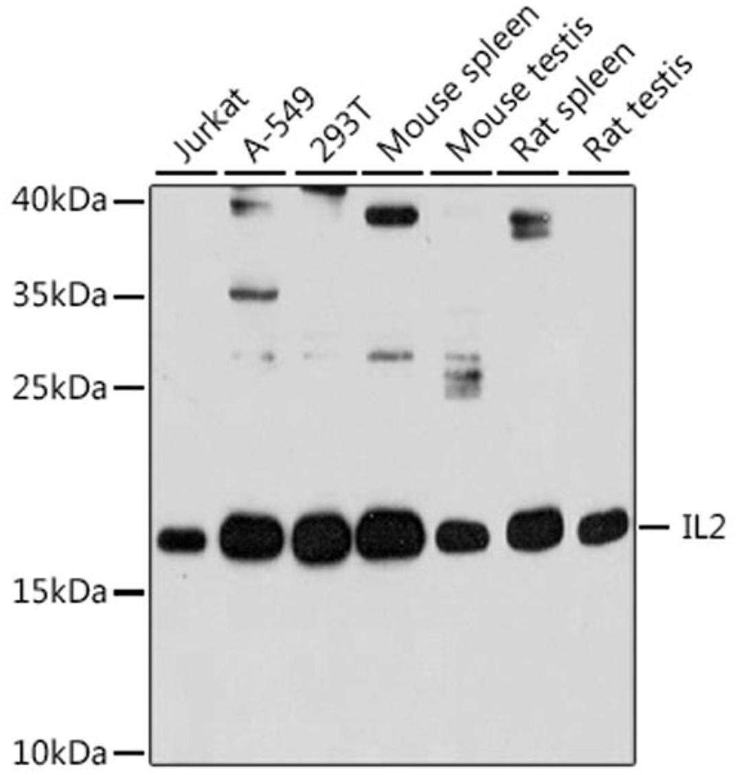 Western blot - IL2 antibody (A16317)