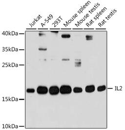 Western blot - IL2 antibody (A16317)