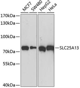 Western blot - SLC25A13 antibody (A12557)