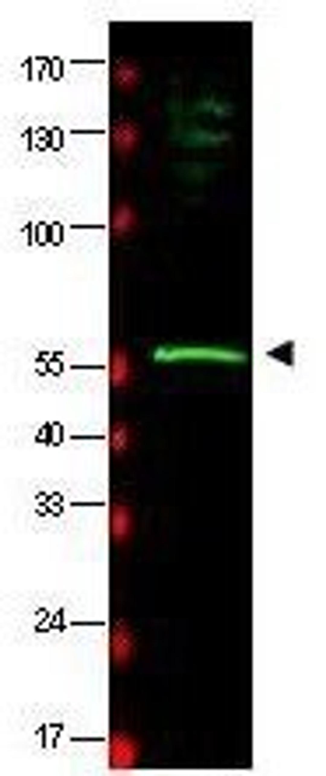 Western blot analysis of HeLa whole cell lysate using HR23B antibody