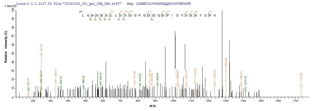 Based on the SEQUEST from database of E.coli host and target protein, the LC-MS/MS Analysis result of CSB-EP700650HU could indicate that this peptide derived from E.coli-expressed Homo sapiens (Human) KLHL12.