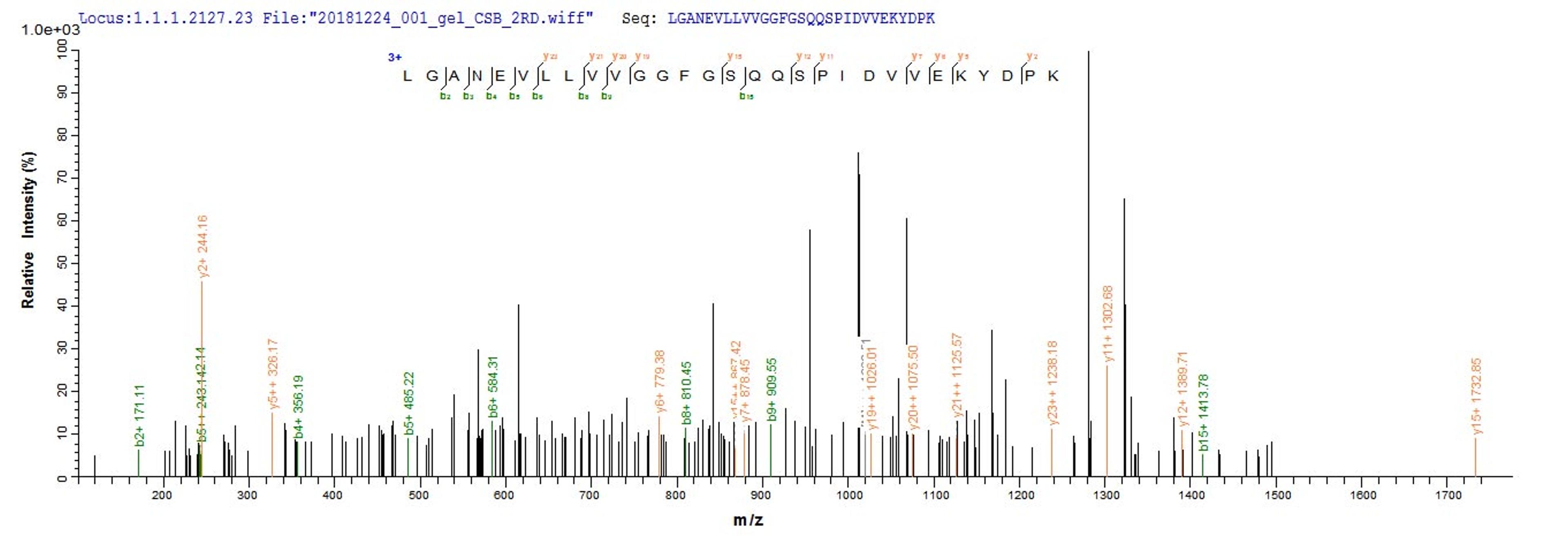 Based on the SEQUEST from database of E.coli host and target protein, the LC-MS/MS Analysis result of CSB-EP700650HU could indicate that this peptide derived from E.coli-expressed Homo sapiens (Human) KLHL12.