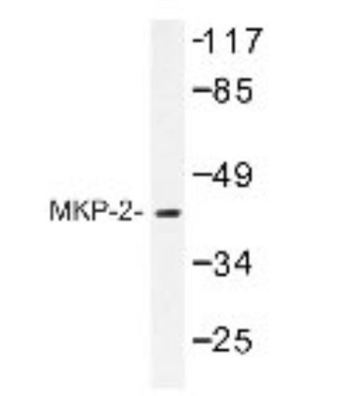 Western Blot: DUSP4 Antibody [NBP1-19592] - extracts from RAW264.7