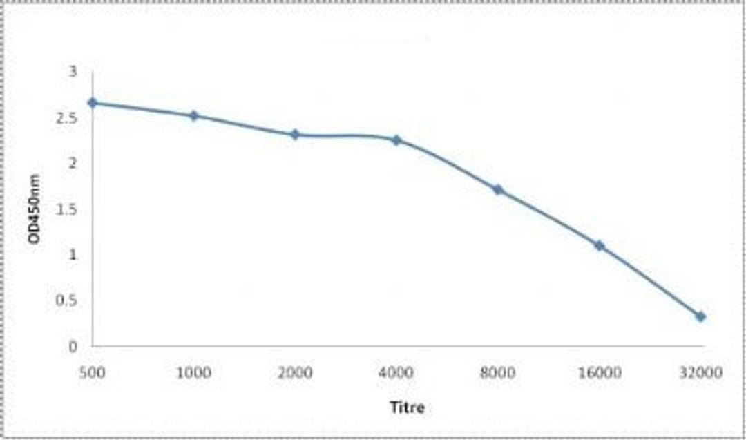 Line graph illustrates about the Ag-Ab reactions using different concentrations of antigen and serial dilutions of HSF1(phospho-Ser326) antibody