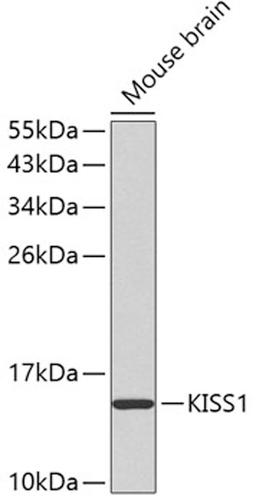 Western blot - KISS1 antibody (A2987)