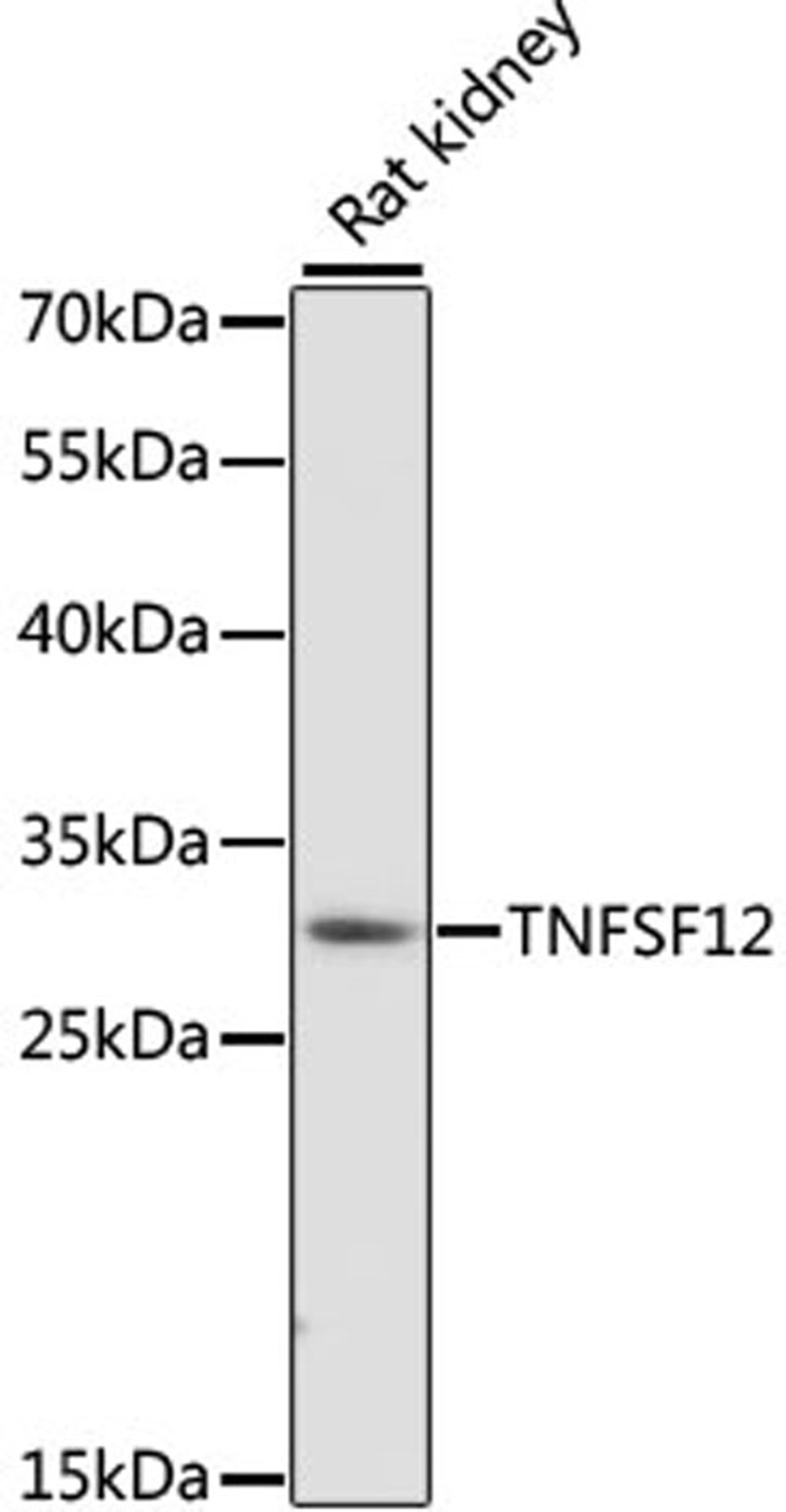 Western blot - TNFSF12 antibody (A16458)