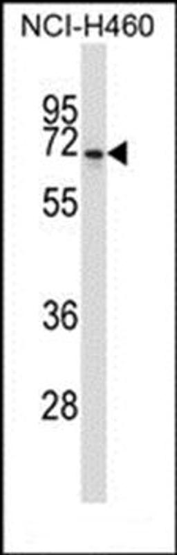 Western blot analysis of NCI-H460 cell line lysates (35ug/lane)using NPFFR2 antibody (primary antibody dilution at: 1:1000)