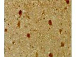 Immunohistochemical staining of mouse tissue using p130 Rb2 antibody