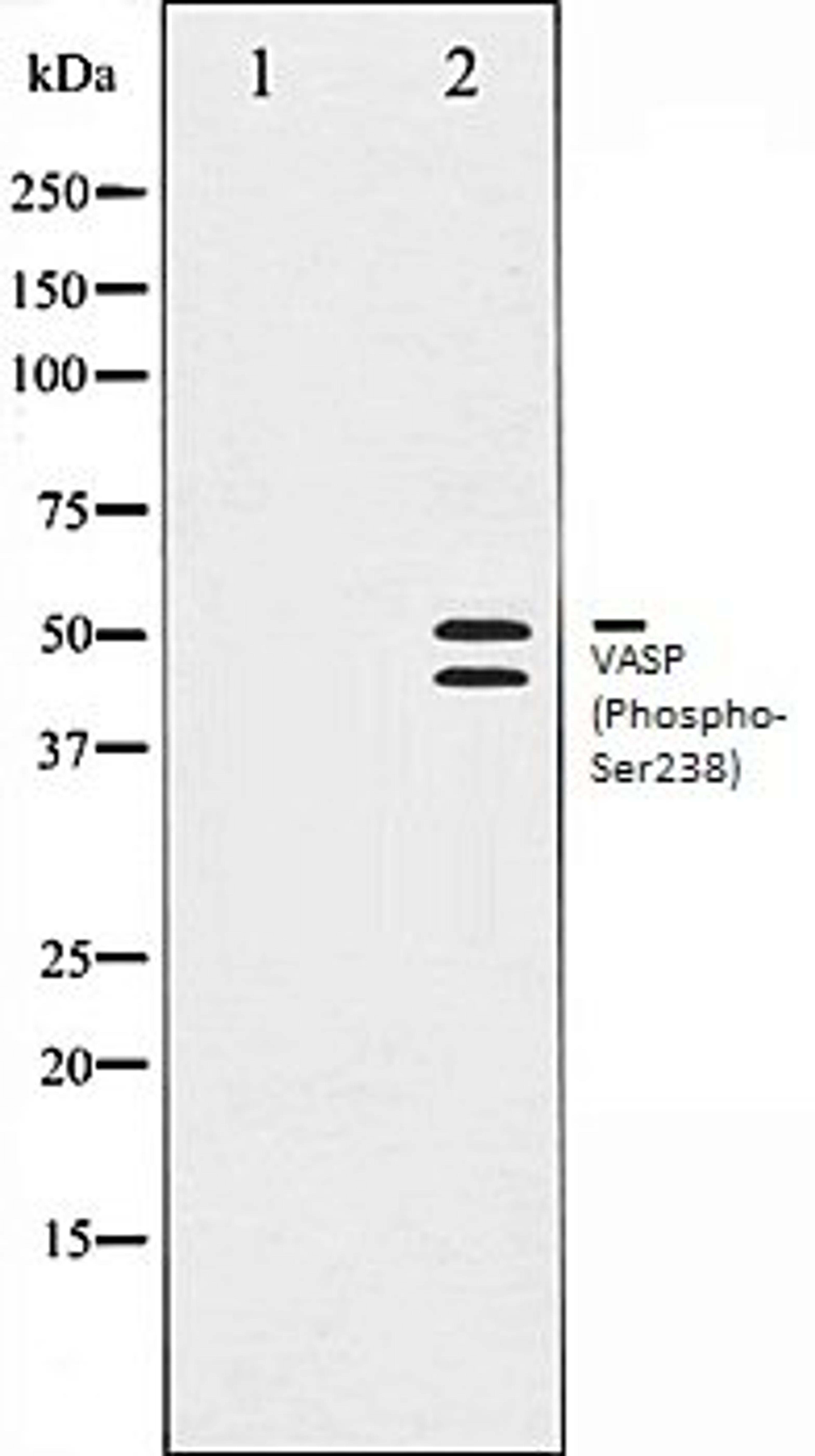 Western blot analysis of NIH-3T3 whole cell lysates using VASP (Phospho-Ser238) antibody, The lane on the left is treated with the antigen-specific peptide.