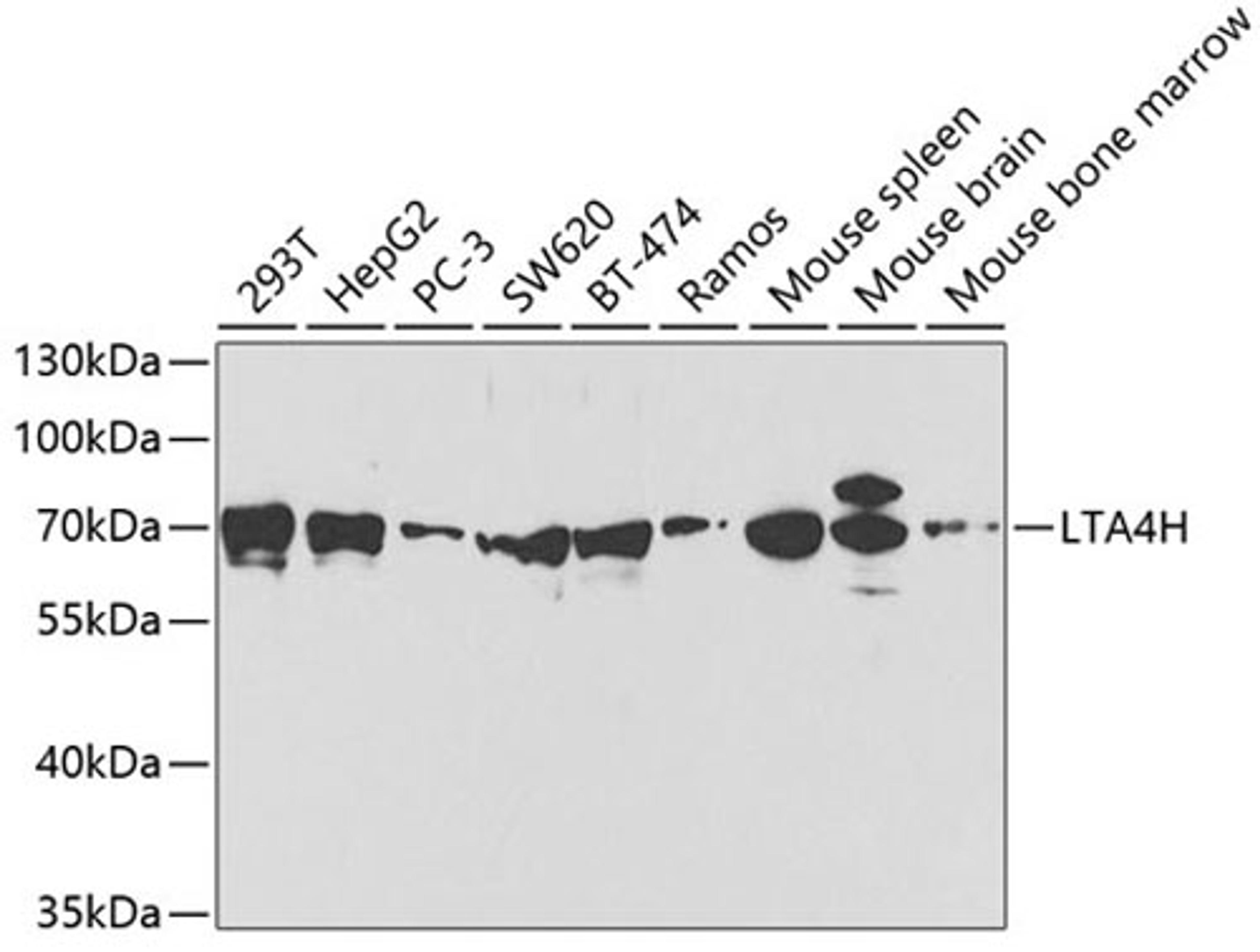 Western blot - LTA4H antibody (A2502)