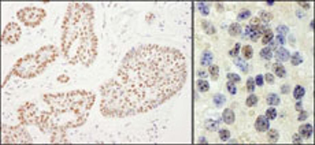 Detection of human and mouse RTF1 by immunohistochemistry.