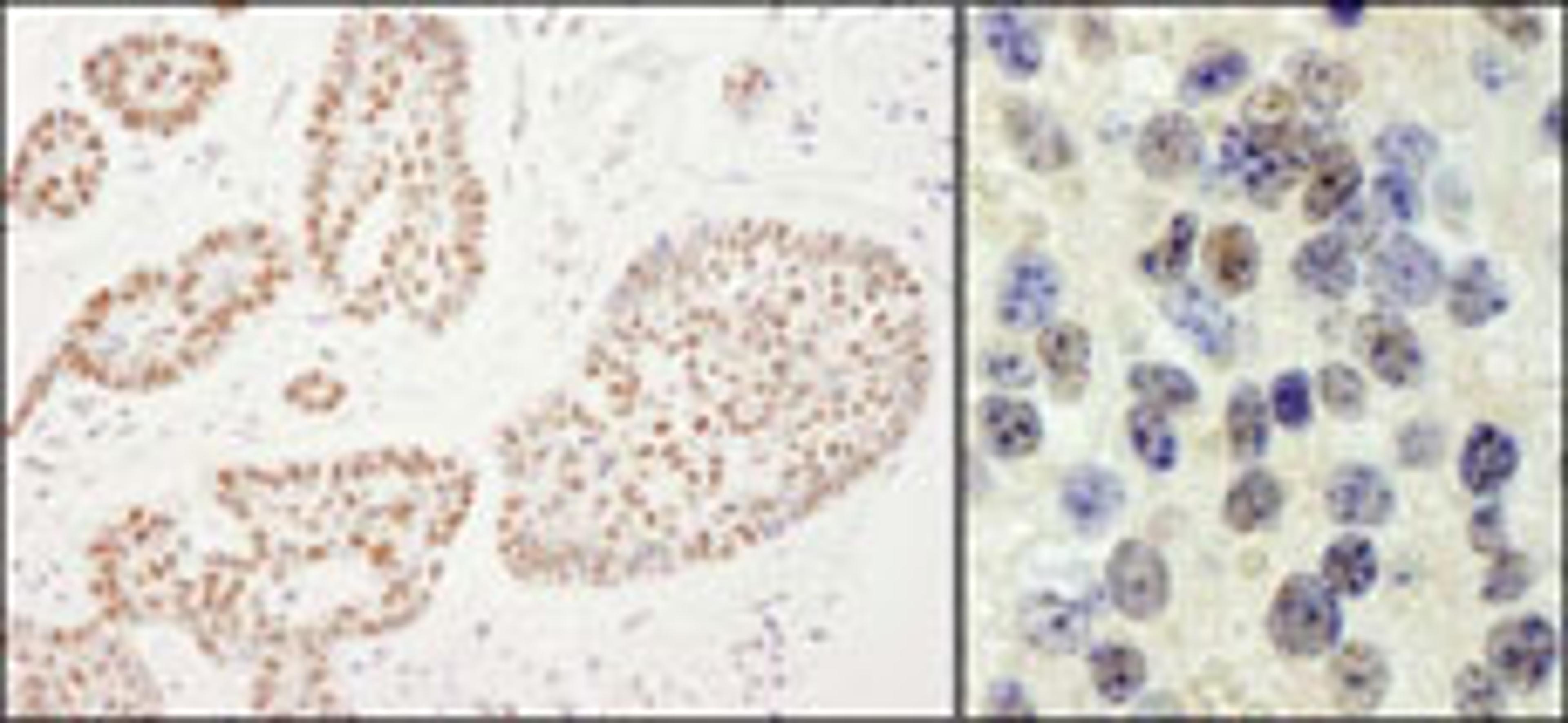 Detection of human and mouse RTF1 by immunohistochemistry.