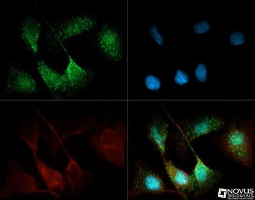 Immunocytochemistry/Immunofluorescence: ANGPTL4 Antibody [NBP2-19016] - ANGPTL4 antibody was tested in U2OS cells with Dylight 488 (green). Nuclei and alpha-tubulin were counterstained with DAPI (blue) and Dylight 550 (red).