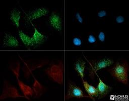 Immunocytochemistry/Immunofluorescence: ANGPTL4 Antibody [NBP2-19016] - ANGPTL4 antibody was tested in U2OS cells with Dylight 488 (green). Nuclei and alpha-tubulin were counterstained with DAPI (blue) and Dylight 550 (red).