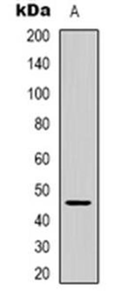 Western blot analysis of GPR172A expression in human brain (Lane 1) whole cell lysates using SLC52A2 antibody