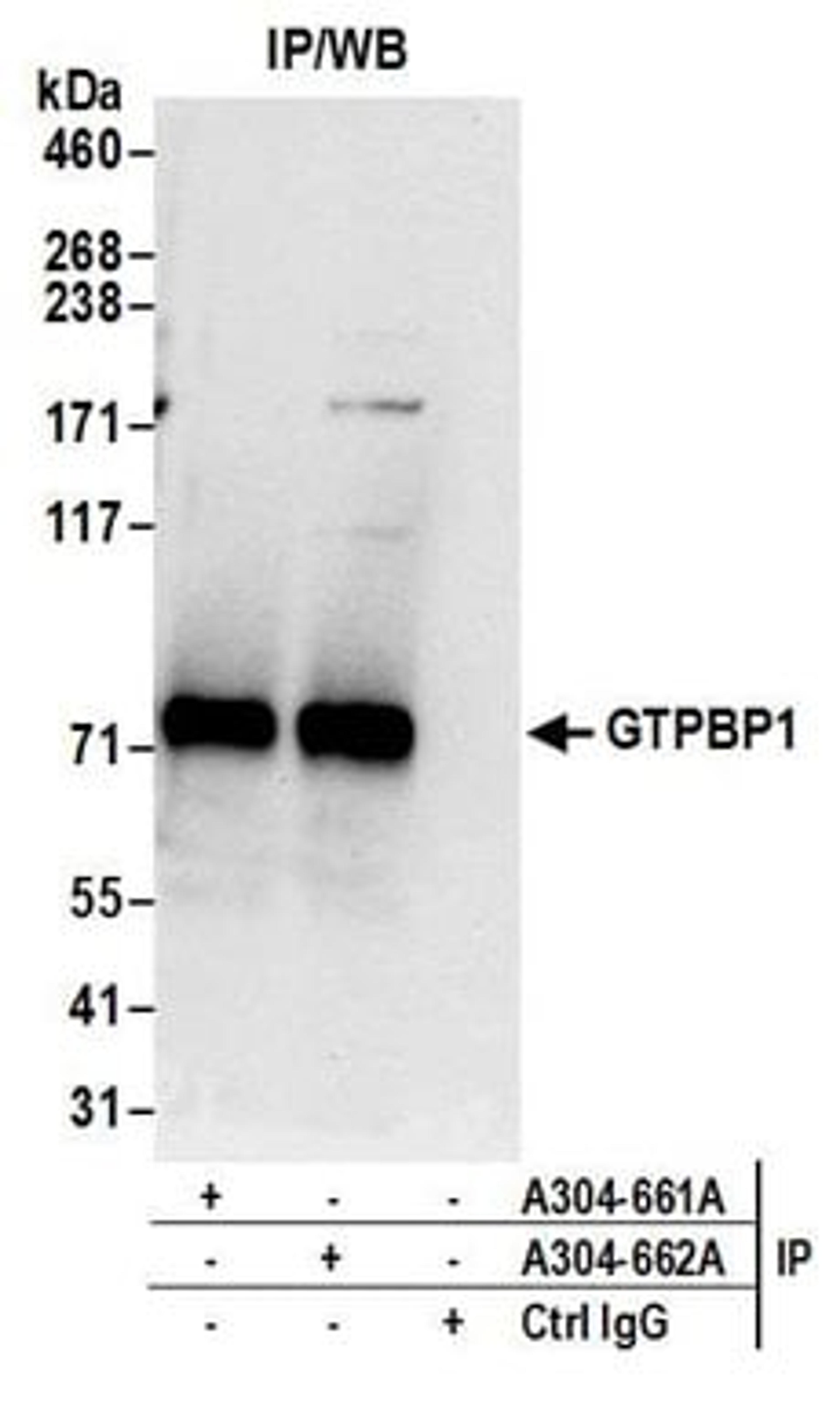 Detection of human GTPBP1 by western blot of immunoprecipitates.