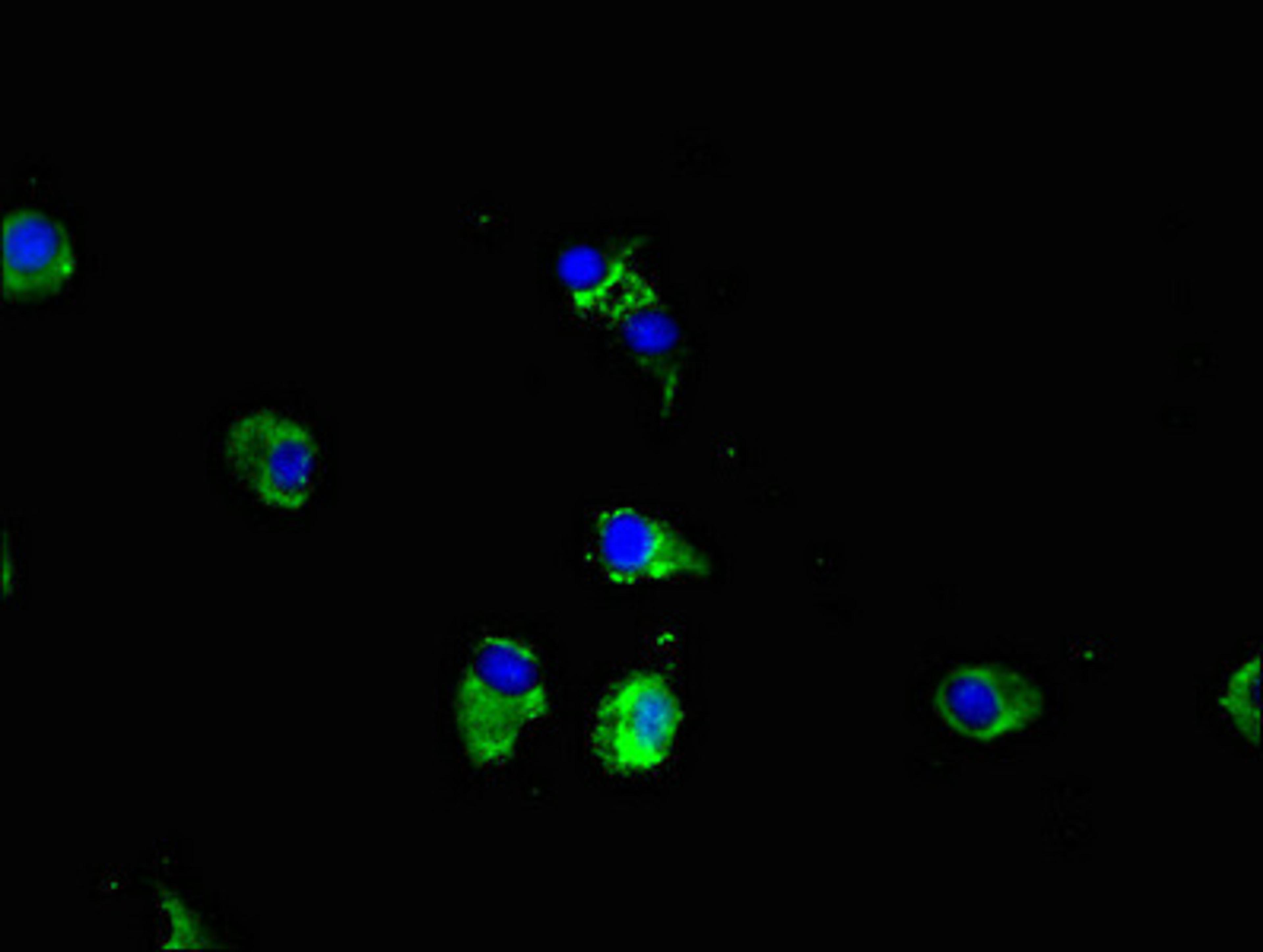 Immunofluorescent analysis of Hela cells using CSB-PA767205LA01HU at dilution of 1:100 and Alexa Fluor 488-congugated AffiniPure Goat Anti-Rabbit IgG(H+L)