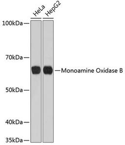 Western blot - Monoamine Oxidase B Rabbit mAb (A11597)