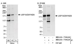 Western Blot: USP19 Antibody [NB100-79829] - Detection of Human USP19/ZMYND9 on HeLa whole cell lysate using NB10-79827. USP19/ZMYND9 was also immunoprecipitated by rabbit anti-USP19/ZMYND9 antibody NB100-79828.