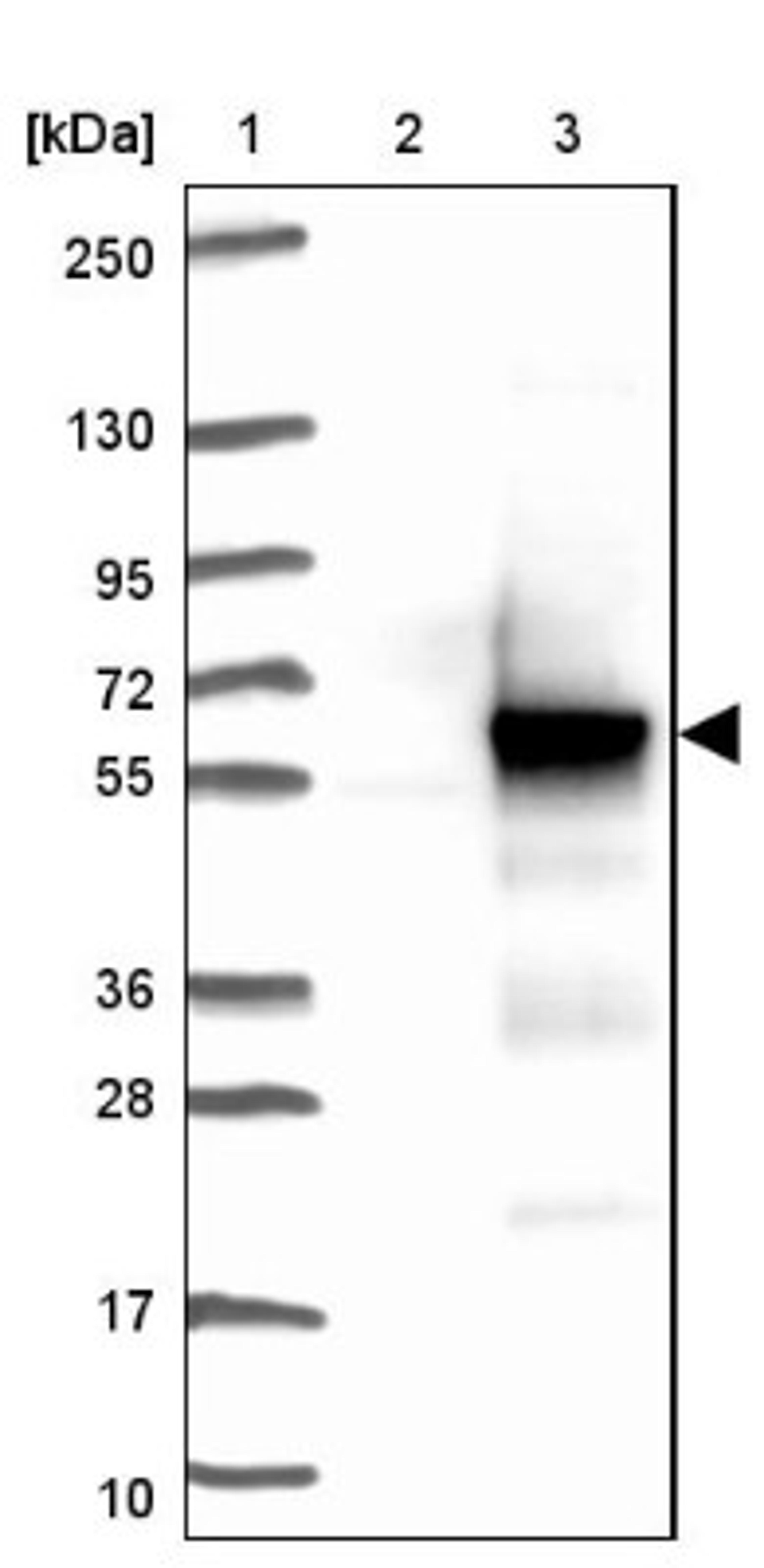 Western Blot: CCDC97 Antibody [NBP1-91767] - Lane 1: Marker [kDa] 250, 130, 95, 72, 55, 36, 28, 17, 10<br/>Lane 2: Negative control (vector only transfected HEK293T lysate)<br/>Lane 3: Over-expression lysate (Co-expressed with a C-terminal myc-DDK tag (~3.1 kDa) in mammalian HEK293T cells, LY409458)