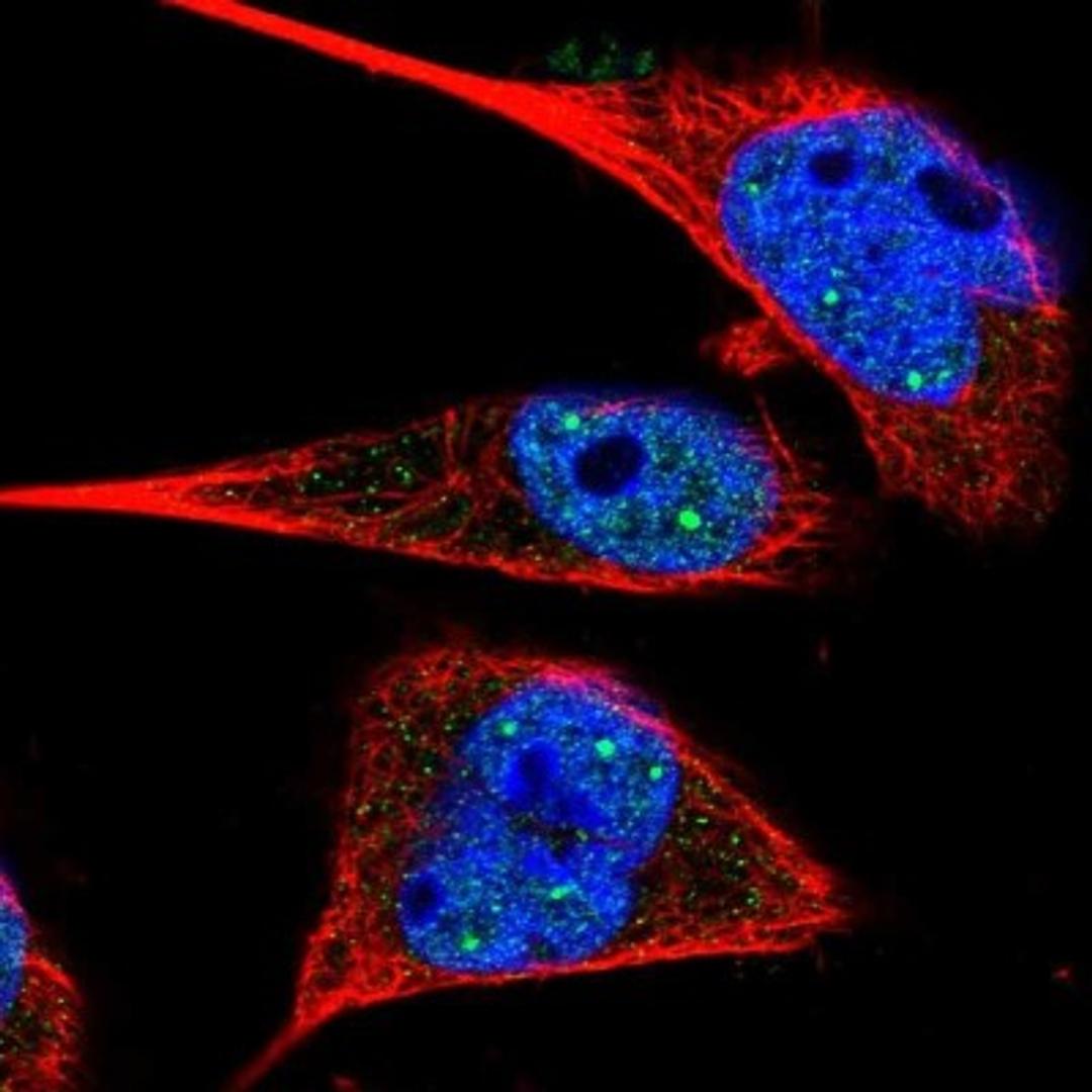 Immunocytochemistry/Immunofluorescence: MS4A3 Antibody [NBP1-86543] - Immunofluorescent staining of human cell line U-251MG shows positivity in nuclei but not nucleoli.