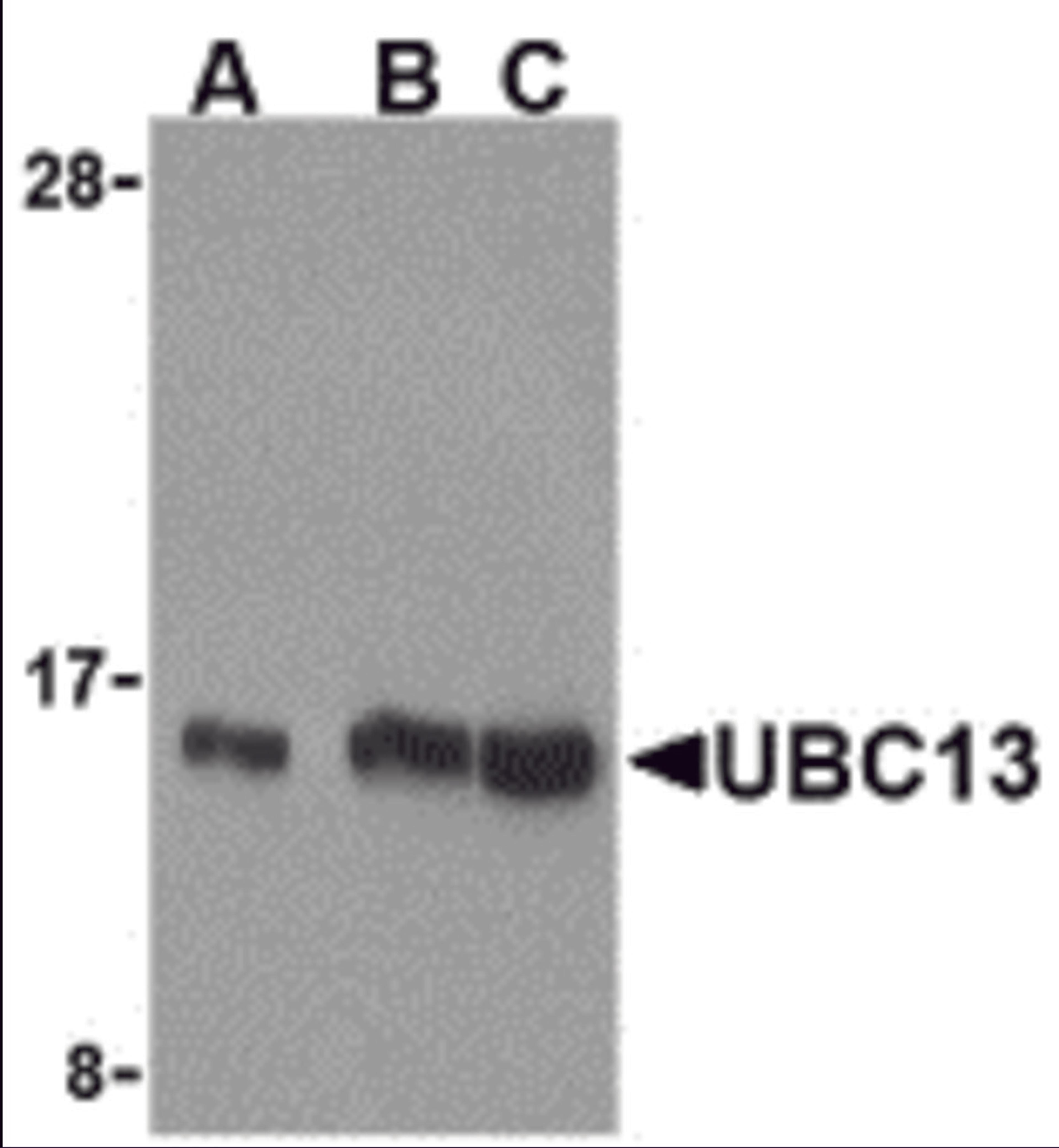 Western blot analysis of UBC13 in human small intestine cell lysates with UBC13 antibody at (A) 0.5, (B) 1, and (C) 2 μg/mL.