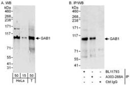 Detection of human GAB1 by western blot and immunoprecipitation.