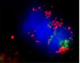 Immunocytochemistry/Immunofluorescence: LC3C/MAP1LC3C Antibody [NBP2-36664] - Confocal microscopy on immunofluorescently detected MAP1LC3 C in cytospin-isolated human white blood cells using Rabbit antibody to MAP1LC3 C : whole serum at a dilution of 1: 200, incubated for 1 h at room temperature. The detected MAP1LC3 C appears red. The cells were also stained for Myeloperoxidase (MPO) appearing in green. The cells were counter stained with Hoechst Dye (blue colour). Here, the merged picture is presented.