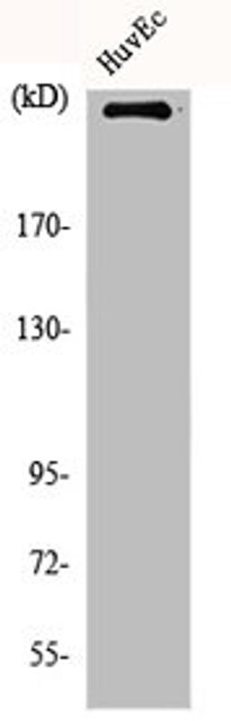 Western Blot analysis of HuvEc cells using mTOR Polyclonal Antibody