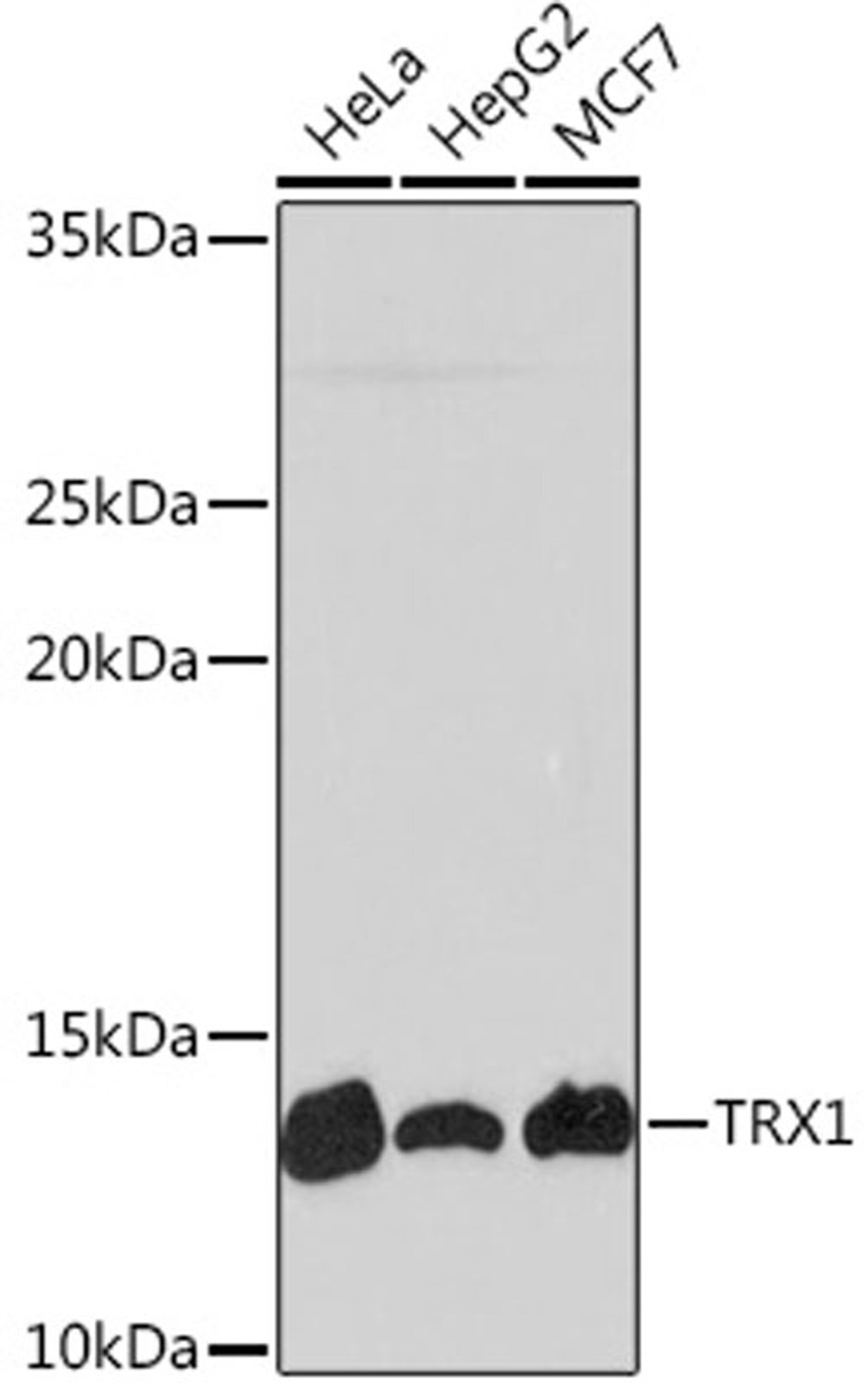 Western blot - TRX1 Rabbit mAb (A4024)