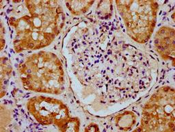 IHC image of CSB-PA872518LA01HU diluted at 1:300 and staining in paraffin-embedded human kidney tissue performed on a Leica BondTM system. After dewaxing and hydration, antigen retrieval was mediated by high pressure in a citrate buffer (pH 6.0). Section was blocked with 10% normal goat serum 30min at RT. Then primary antibody (1% BSA) was incubated at 4°C overnight. The primary is detected by a biotinylated secondary antibody and visualized using an HRP conjugated SP system.