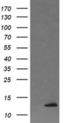 Western Blot: DDT Antibody (1H3) [NBP2-45677] - Analysis of HEK293T cells were transfected with the pCMV6-ENTRY control (Left lane) or pCMV6-ENTRY DDT.