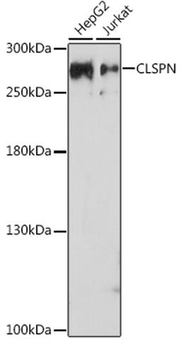 Western blot - CLSPN antibody (A17202)