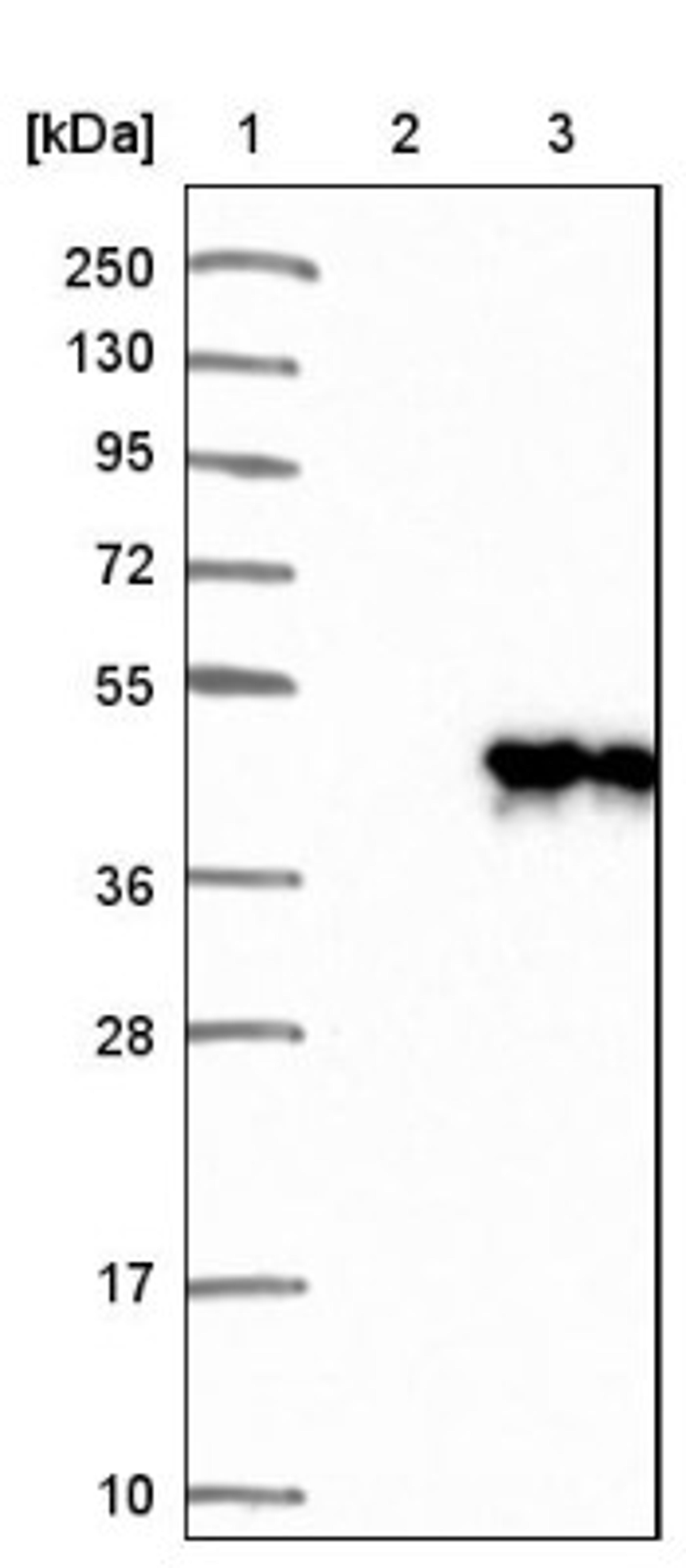 Western Blot: NAPG Antibody [NBP1-86491] - Lane 1: Marker [kDa] 250, 130, 95, 72, 55, 36, 28, 17, 10<br/>Lane 2: Negative control (vector only transfected HEK293T lysate)<br/>Lane 3: Over-expression lysate (Co-expressed with a C-terminal myc-DDK tag (~3.1 kDa) in mammalian HEK293T cells, LY418393)