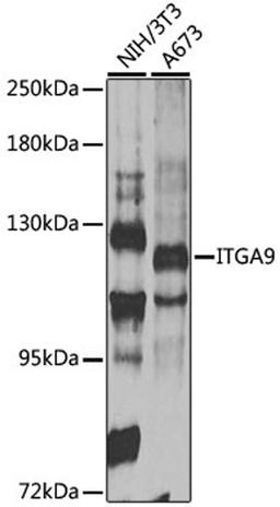 Western blot - ITGA9 antibody (A14007)