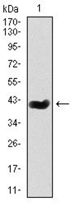 Western blot analysis of recombinant protein using Splunc2 antibody