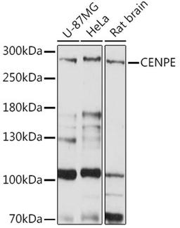 Western blot - CENPE Rabbit pAb (A15263)