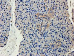 Immunohistochemical staining of paraffin embedded mouse lymph node tissue using anti-CD19 (primary antibody at 2.5 ug/ml)