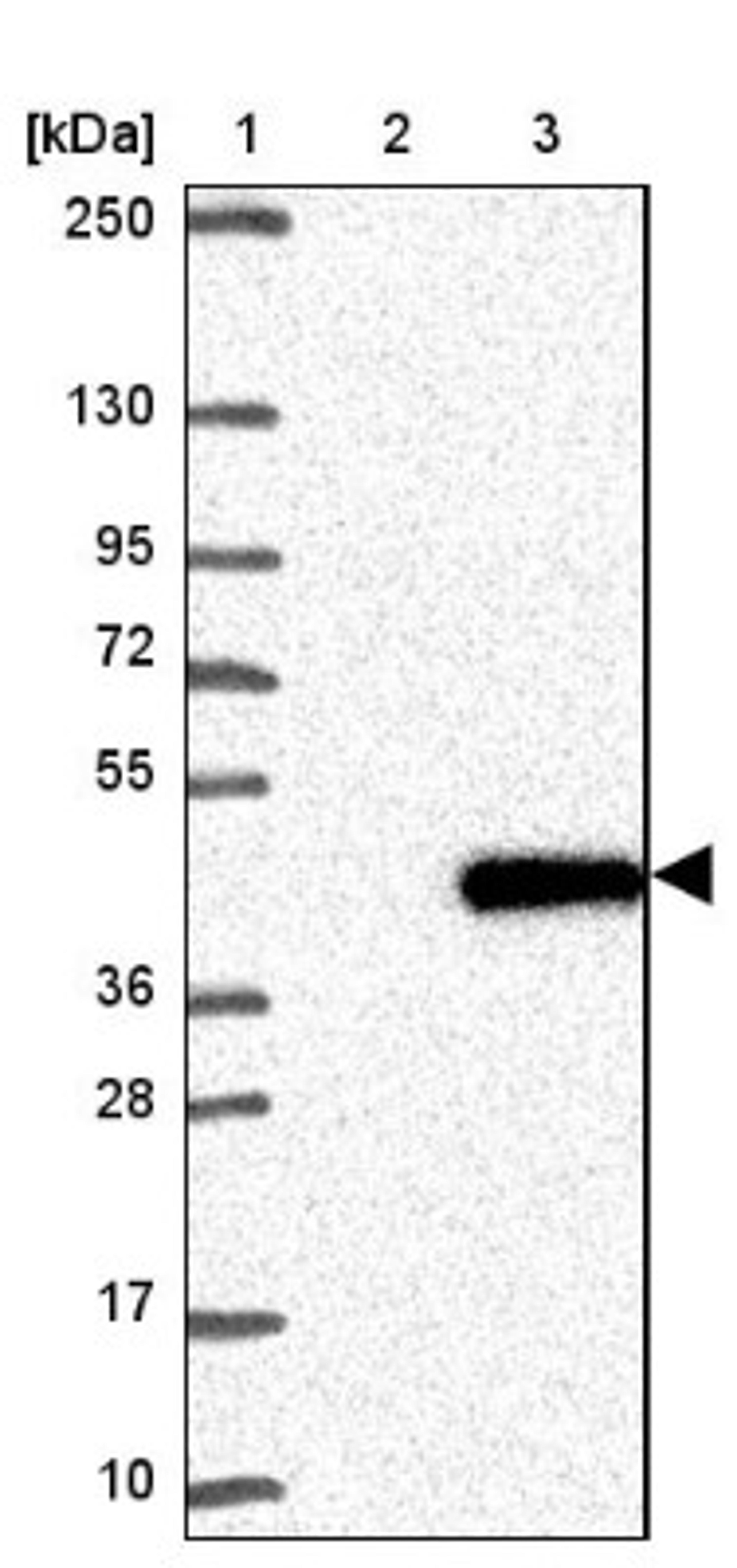 Western Blot: NT5C3 Antibody [NBP2-38124] - Lane 1: Marker [kDa] 250, 130, 95, 72, 55, 36, 28, 17, 10<br/>Lane 2: Negative Control<br/>Lane 3: LY413931