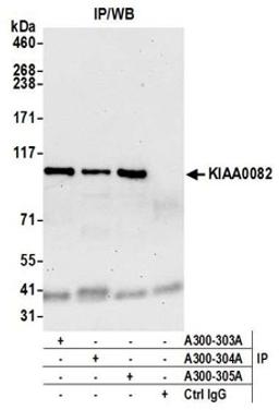 Detection of human KIAA0082 by western blot of immunoprecipitates.