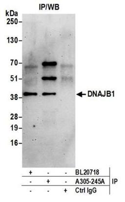 Detection of human DNAJB1 by western blot of immunoprecipitates.