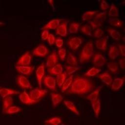 Immunofluorescent analysis of U2OS cells using Lysozyme-like protein 6 antibody